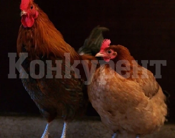 В очакване на Великден: Бум на продажбите на кокошки носачки