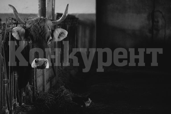 Млекопроизводител: В района вече затвориха 2-3 ферми, ще има и още