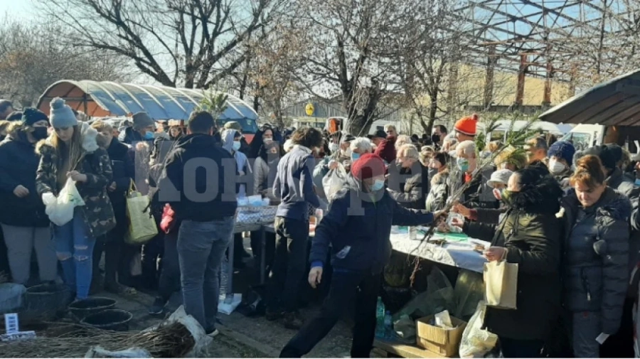 Над 30 000 дръвчета подаряват в Северозапада