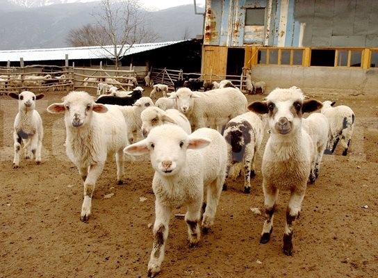 400 хил. агнета ще са за продан по празниците, внасяме от съседи за Великден