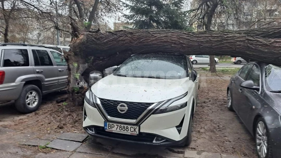 Силни ветрове събориха дървета, има смачкани коли СНИМКИ
