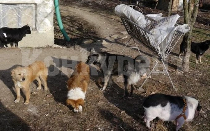 Две жени отглеждат по много кучета в село Клисурица