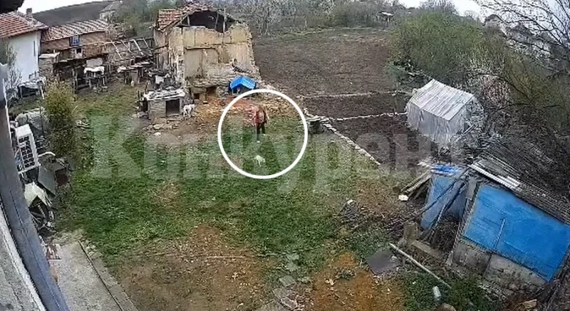 Агресия във Врачанско: Жена псува и бие малко куче ВИДЕО