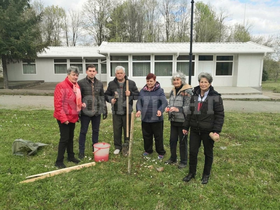 В Берковица засадиха 100 дръвчета СНИМКИ