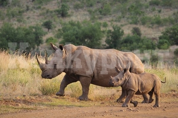 Продават на търг най-големия резерват за носорози в света