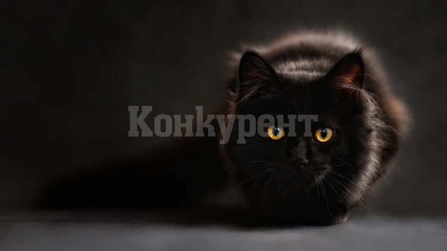 Нов случай на насилие над животно: Застреляха домашна котка в Тетово