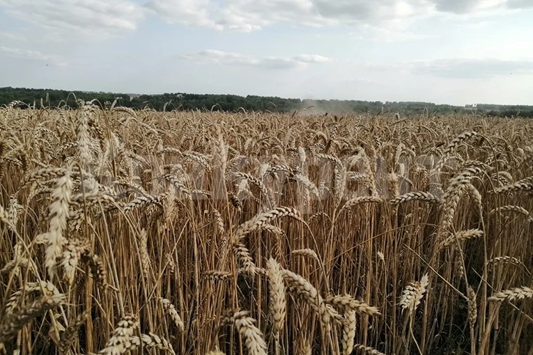 Съсипаха нива с овес в белослатинско село