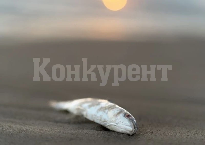 Мъртва риба изплува в наш язовир