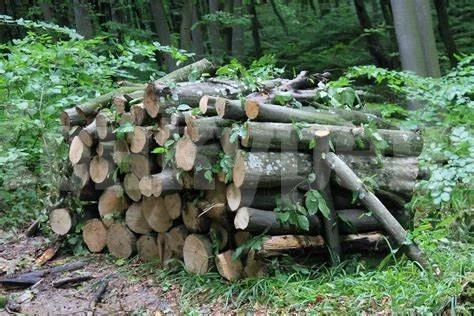 Намериха незаконно добити дърва в Старопатица и Грамада