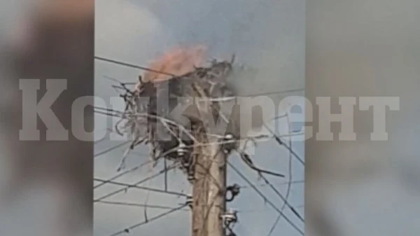 Пожарникари спасяваха щъркели от горящо гнездо