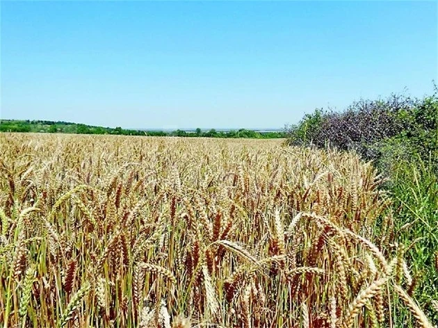 ДНИ ПРЕДИ СТАРТА НА ЖЪТВАТА: Производители очакват добра реколта