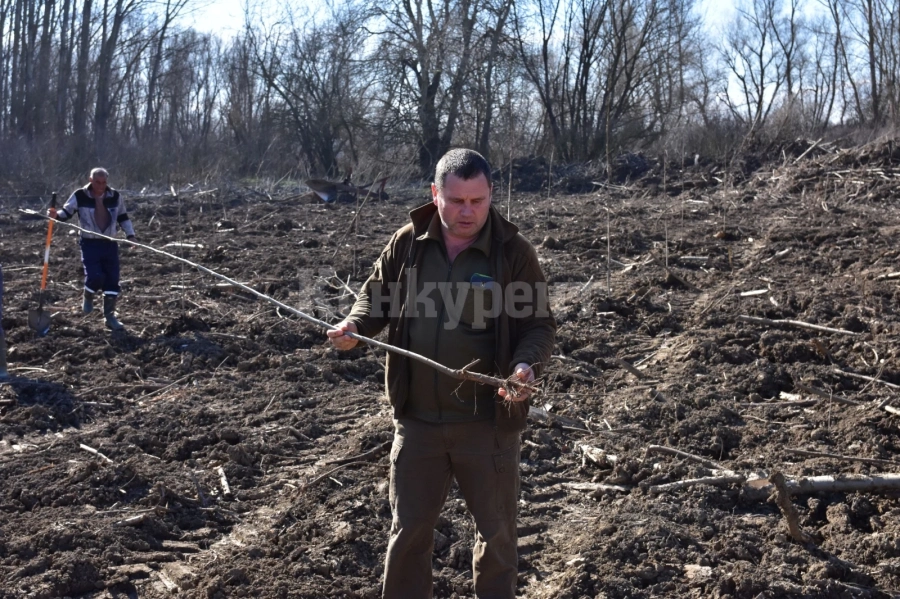 Над 800 декара нови гори са залесени от Северозападно държавно предприятие по проекта с европейско финансиране