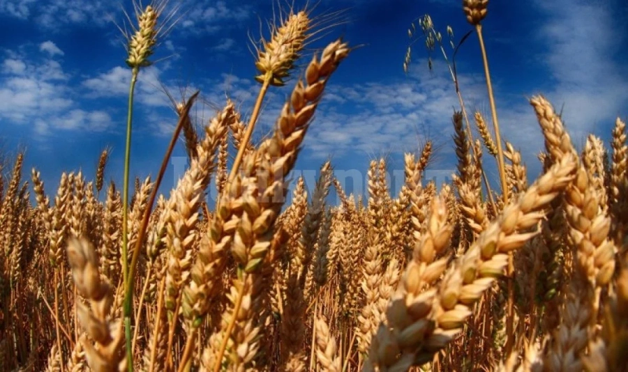 Най-големите износители на селскостопанска продукция в света за 2022 г.