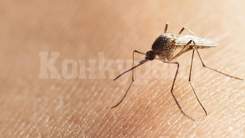 Лом отличник в битката с комарите