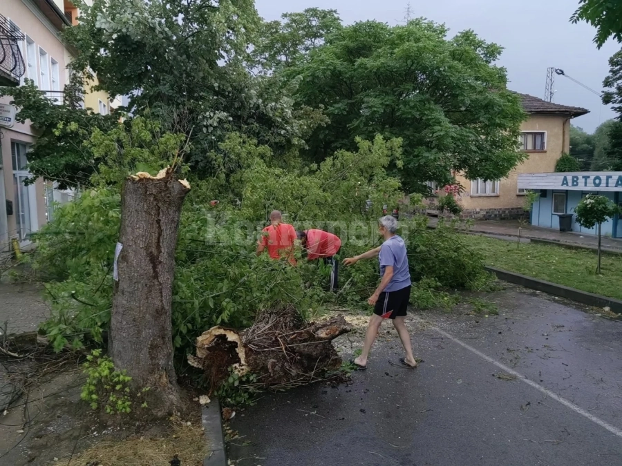 Буря връхлетя Мездра, събори дърво СНИМКИ