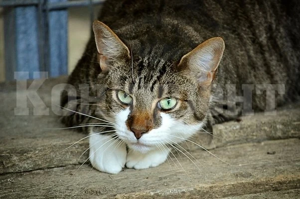 Котешки коронавирус намалява популацията им в Кипър