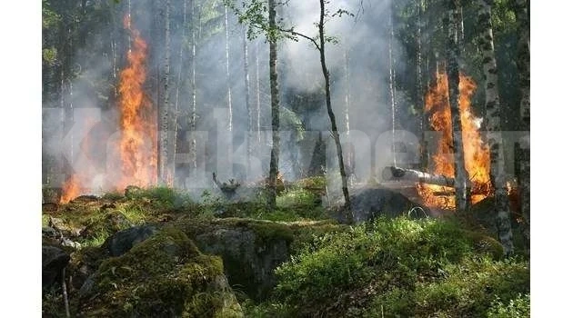 По-малко пожари в горите на Северозапада от началото на 2023г.