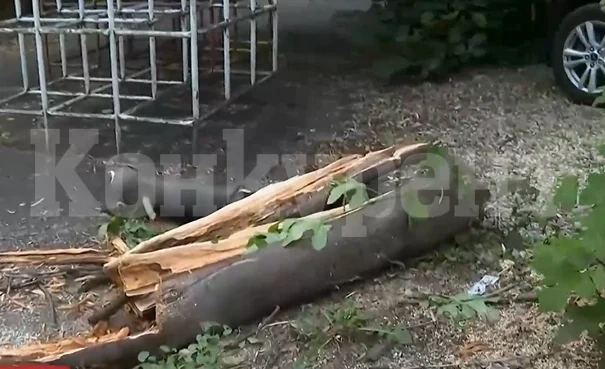 Голям клон на дърво падна върху детска площадка в София