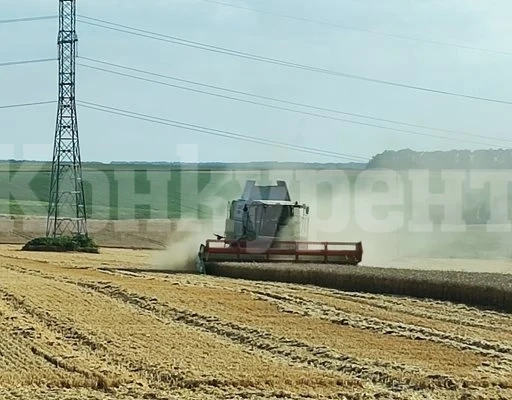 Добруджа даде средно 550 кг от декар пшеница при 80 % ожънати площи