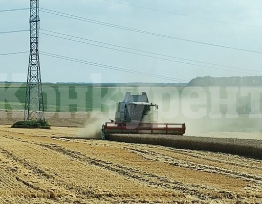 Добруджа даде средно 550 кг от декар пшеница при 80 % ожънати площи