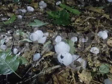 Летни неволи: Градушка колкото орех удари Видинско СНИМКИ
