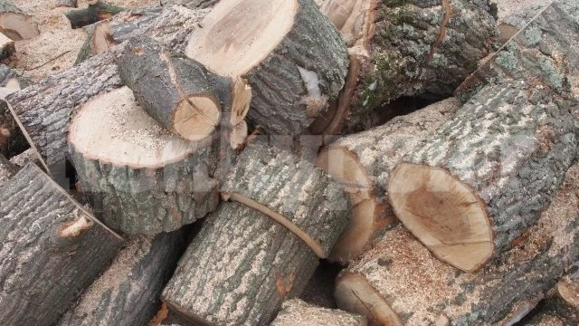 230 пространствени кубика дърва за огрев са конфискувани за първото полугодие в СЗДП