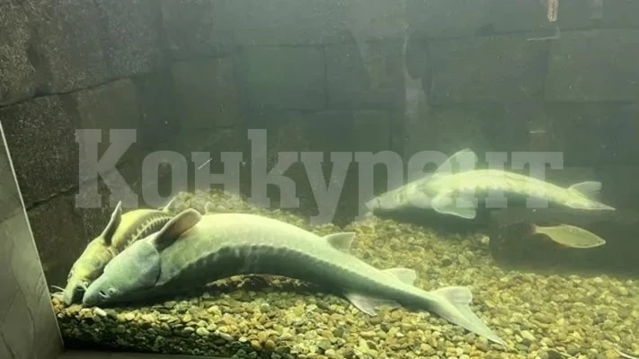 Токов удар в Екомузея в Русе, загинаха всички есетри