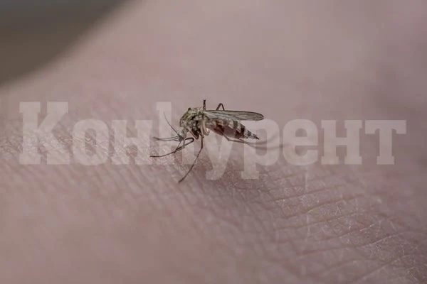 24 души в Сърбия са заболели от западнонилска треска