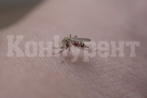 24 души в Сърбия са заболели от западнонилска треска