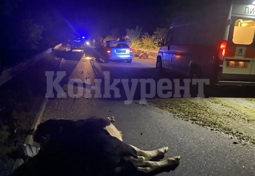 Жестока катастрофа! Младеж се заби с колата си в крава на пътя, дете се бори за живота си след адския удар