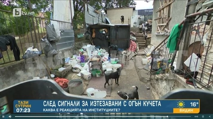 Намериха полуизгорели кучета пред къща, жители на Костенец подозират жена