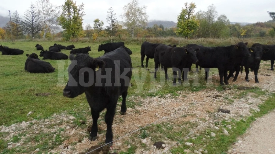 Мечка нападна стадо говеда край Чупрене