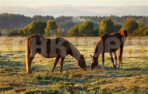 Селянка от Девене се оплака, че са й откраднали 2 коня