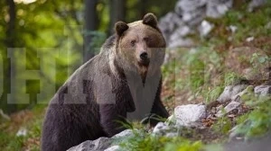 РИОСВ-Монтана: Няма доказателства мечка да е нападала животни в Чупрене