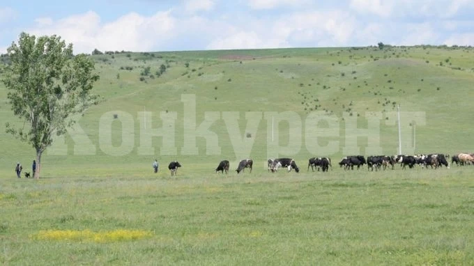 Отровиха 15 крави в Протопопинци