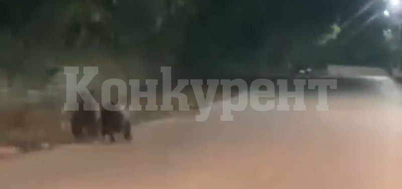 Мечета бягат по улиците на наш град