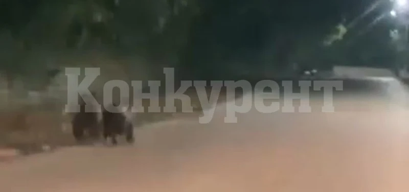 Мечета бягат по улиците на наш град