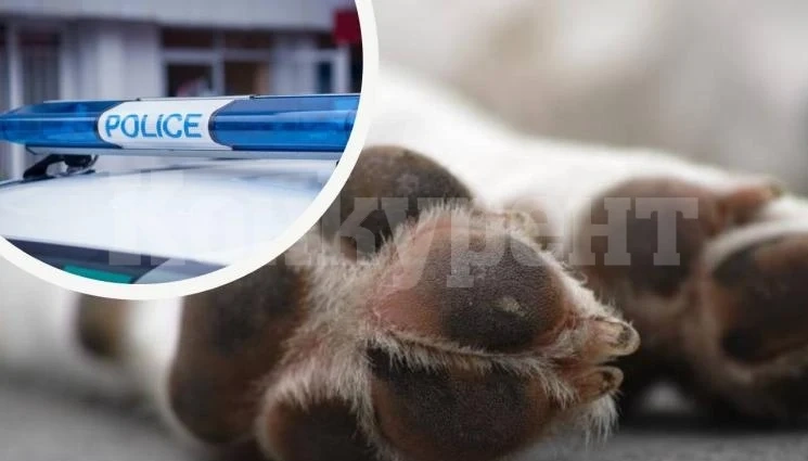 Зверство! 55-годишен шофьор застреля бездомно куче пред блок и отпраши, но…