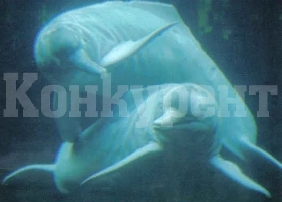 120 речни делфина загинаха в Амазонка, температурата на водата е надхвърлила 39°C