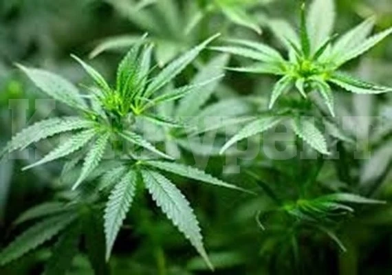 Оставиха в ареста двама наркофермери, хванати с марихуана за 500 000 лв.