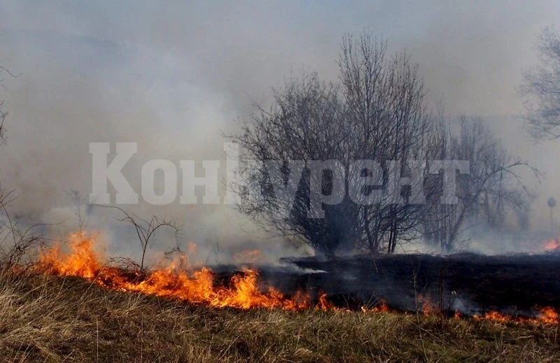 Огнеборците гасиха сухи треви и отстраниха паднало дърво на път във Видинско
