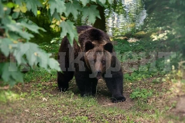 Мечка гризли е убила двама в национален парк в Канада