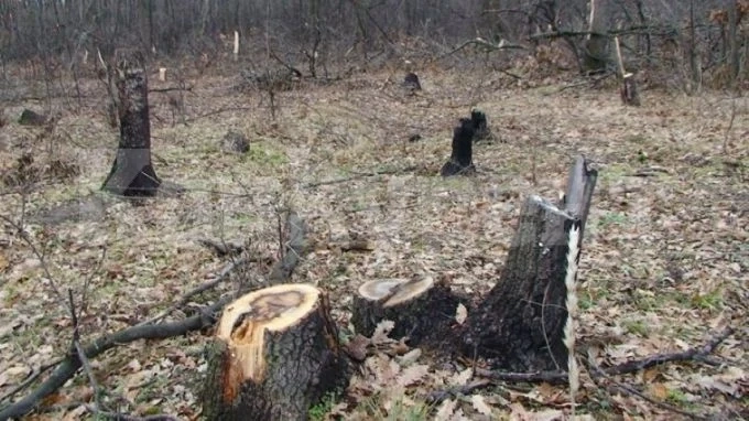 Количеството на незаконно добитата дървесина у нас продължава да е притеснително високо