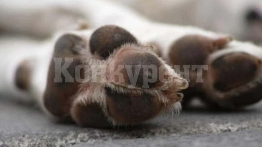 Спасиха куче, заклещено на стената на язовир „Огоста\