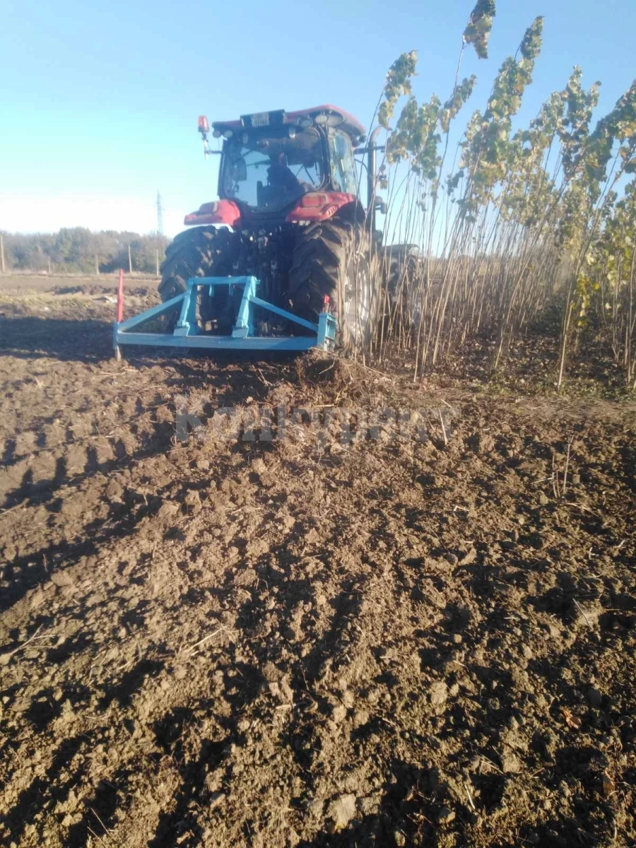 Започна есенното злесяване на тополови култури в ДГС-Никопол
