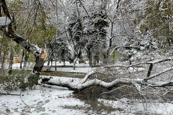 Огнеборци разчистваха десетки паднали дървета заради снега във Видинско