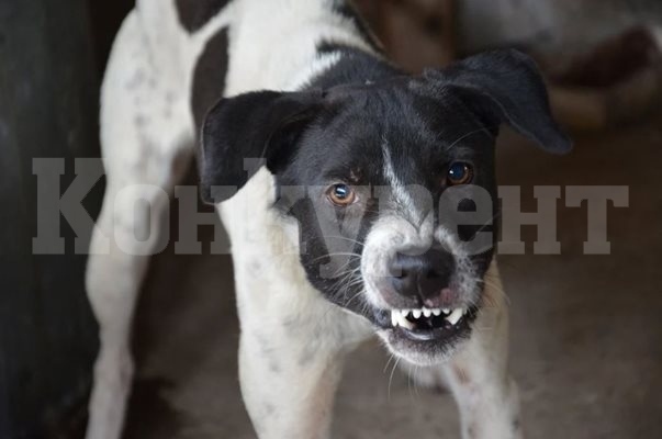Агресивен питбул напада кучета и техните стопани в София