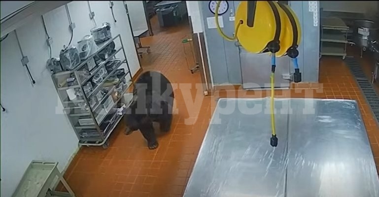 Мечка нападна охранител в хотел