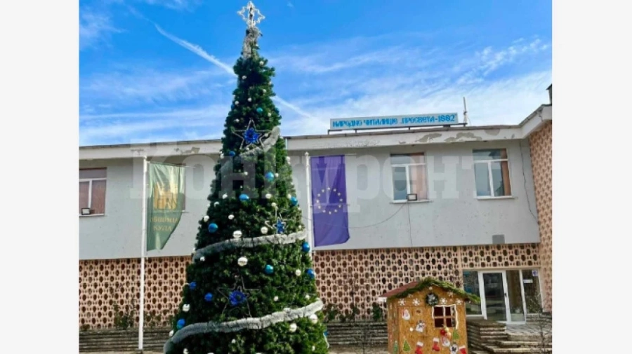 Грейва коледната елха в Кула
