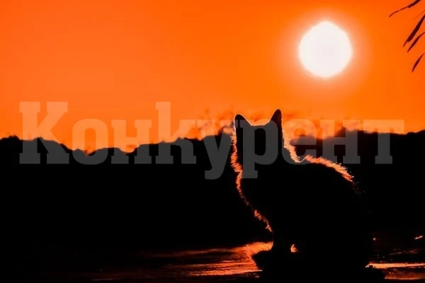 Котка спаси стопаните си и още 64 животни от пожар в Малайзия